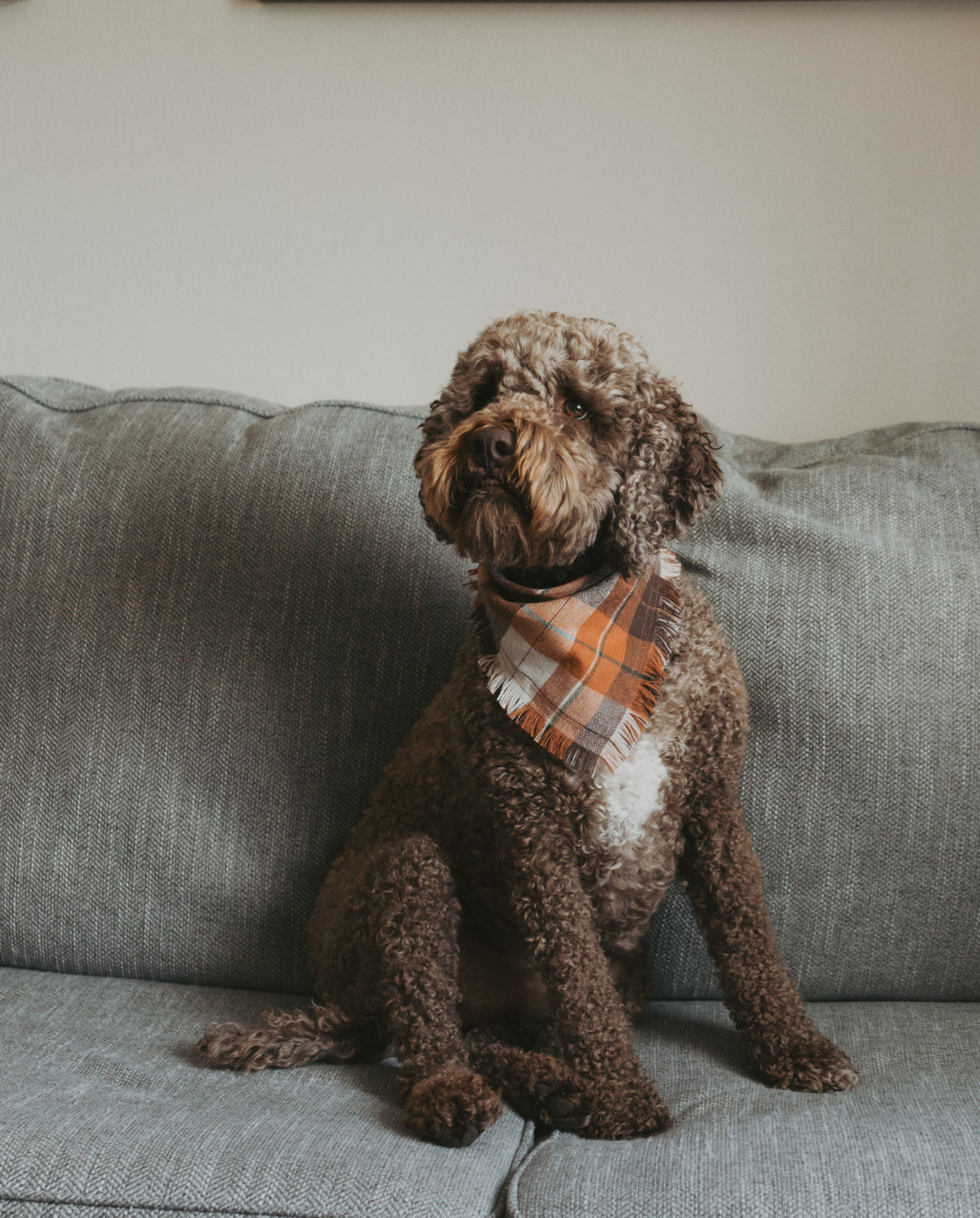 Enzo, Therapy Dog at Unified Family Therapy in Draper Utah