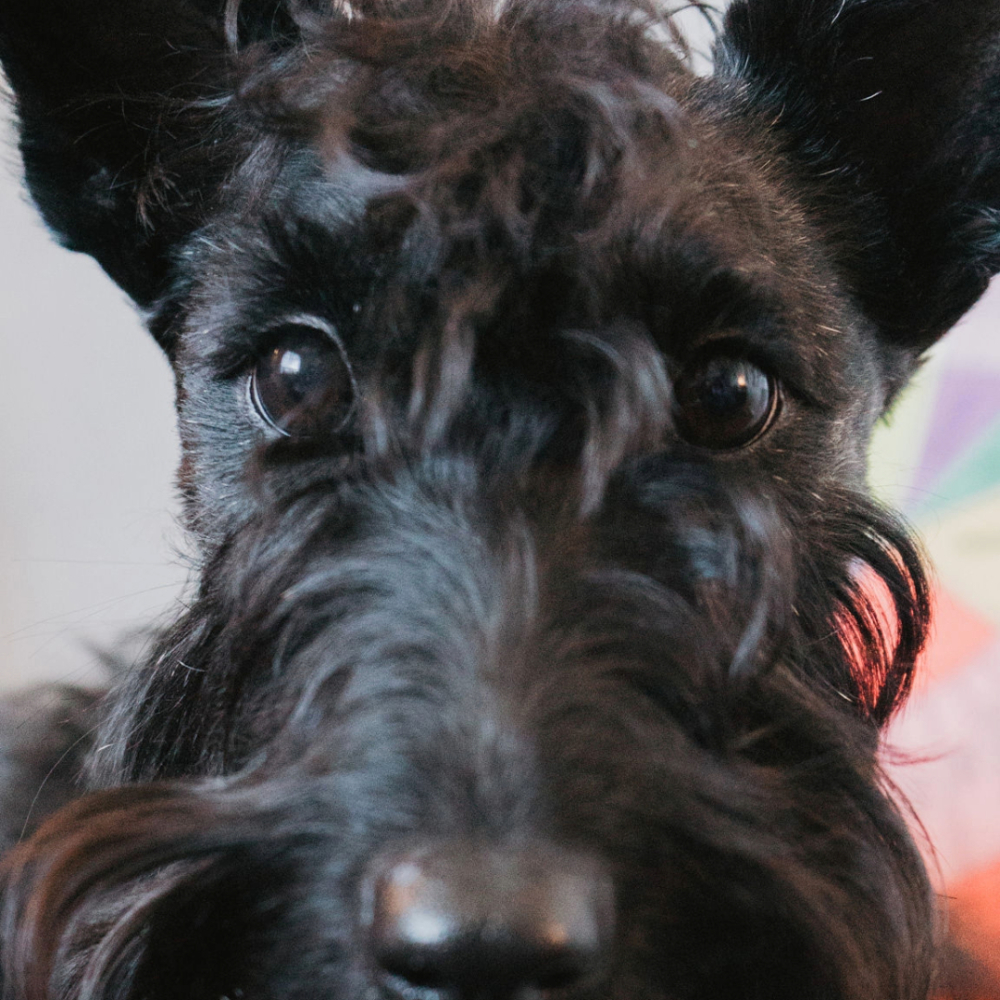 Professional photo of Mili, therapy dog at Unified Family Therapy in Draper, Utah