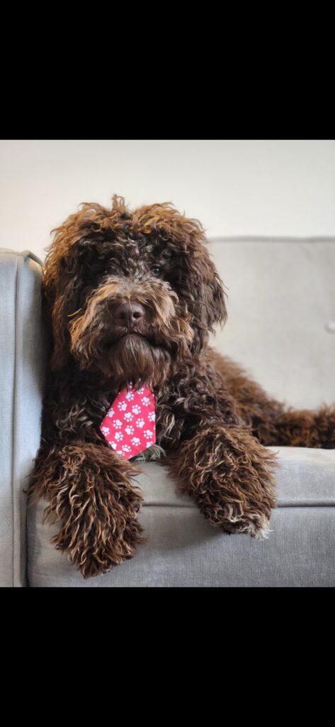 Enzo the Therapy Dog at Unified Family Therapy